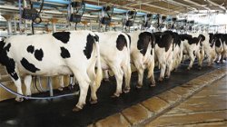 Essential Tips to Keep Dairy Cows Healthy & Happy