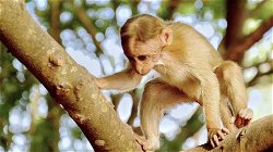 Scientists Create Clones of Monkeys-Are Humans Next?