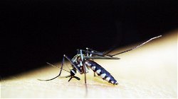 How Dangerous is Malaria- Know Symptoms & Causes!