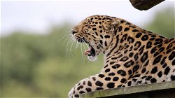 Man-Eating Leopards- Terrifying Dark Night
